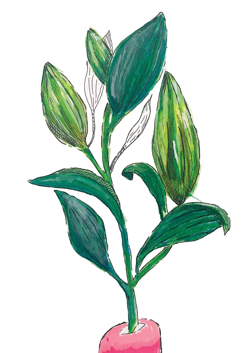 A pre-bloom Stargazer Lily
