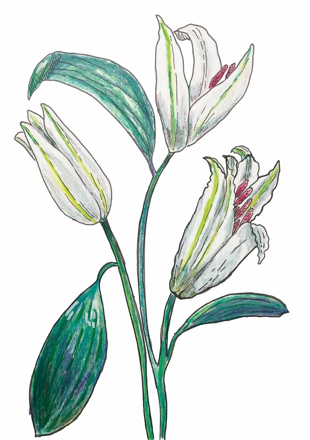 Bloom Study
