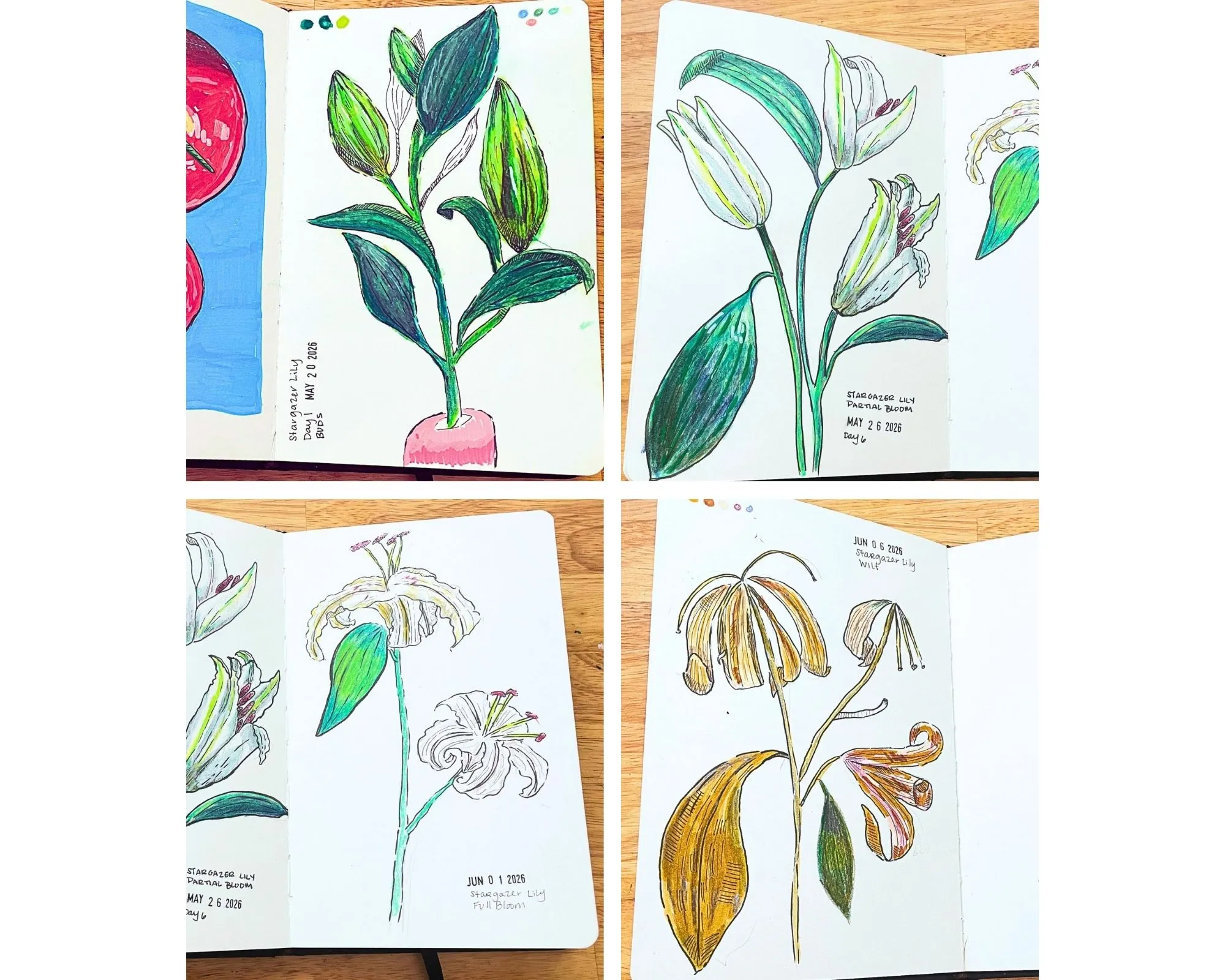 sketchbook