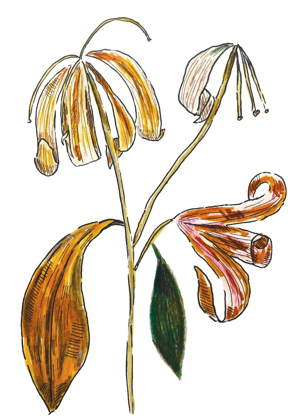 A wilted Stargazer Lily